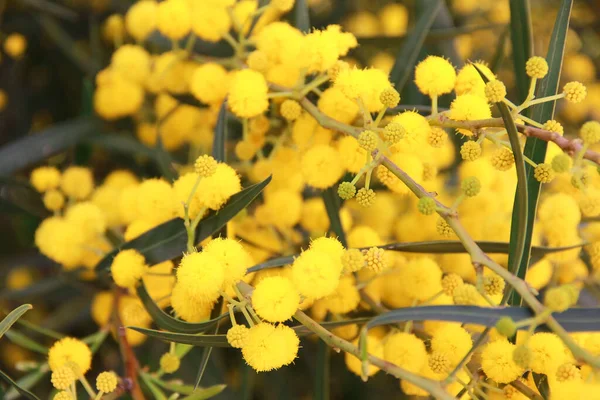 Kis Kerek Virágok Természetes Sárga Mimóza Ágak Háttér Zöld Levelek — Stock Fotó