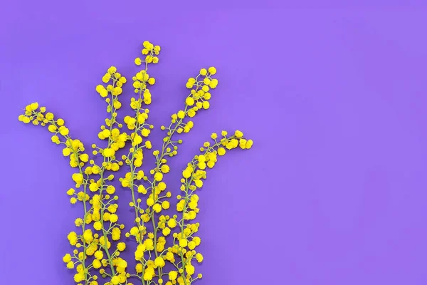 Pequeñas Flores Mimosa Amarilla Natural Sobre Ramas Sobre Fondo Púrpura — Foto de Stock
