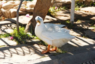 Sarı gagalı vahşi bir ördek kuşu parkta yürür ve doğaya bakar.