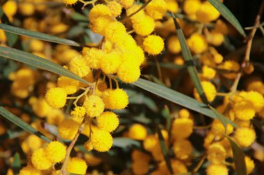 Yeşil yapraklı doğal sarı mimoza çiçekleri.