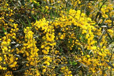Yeşil yapraklı doğal sarı mimoza çiçekleri.