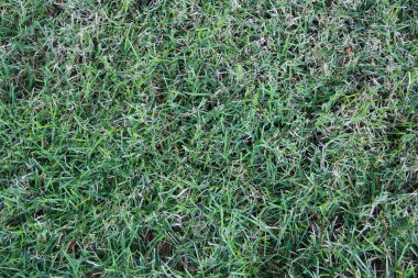 Yazın çimenlikte çimenler. Yakın plan.