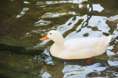 Sarı gagalı beyaz bir ördek gölette yüzer.