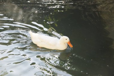 Sarı gagalı beyaz bir ördek gölette yüzer.
