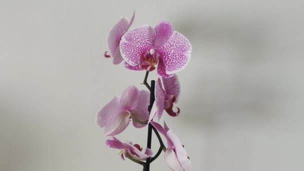 Flowers Natural Pink Orchid Leopard Color Gray Background — 图库视频影像