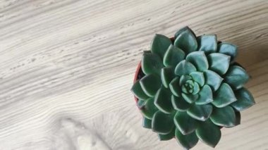 Green cactus with soft leaves without thorns on a wooden background