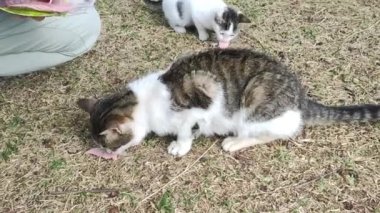 Wild stray cats eat food from human hands