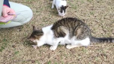 Wild stray cats eat food from human hands