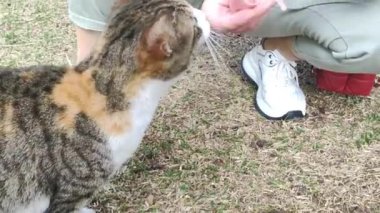 Wild stray cats eat food from human hands