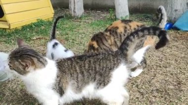 Wild stray cats eat food from human hands
