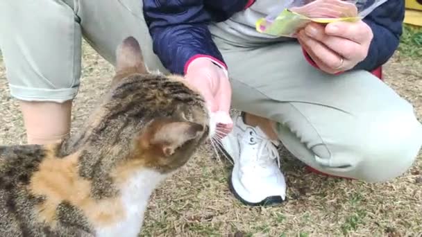 Vilda Herrelösa Katter Äter Mat Från Människohänder — Stockvideo
