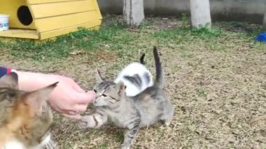 Wild stray cats eat food from human hands