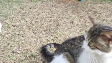 Wild stray cats eat food from human hands