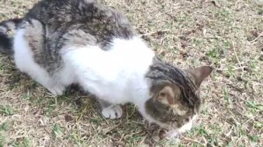 Wild stray cats eat food from human hands