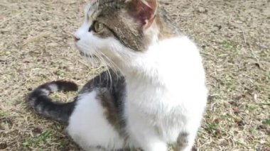 Wild stray cats eat food from human hands