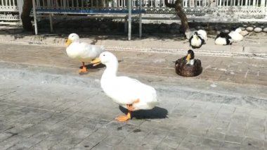 Beyaz ve siyah ördekler şehir parkında güneşleniyor.