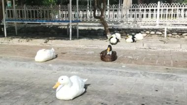 Beyaz ve siyah ördekler şehir parkında güneşleniyor.