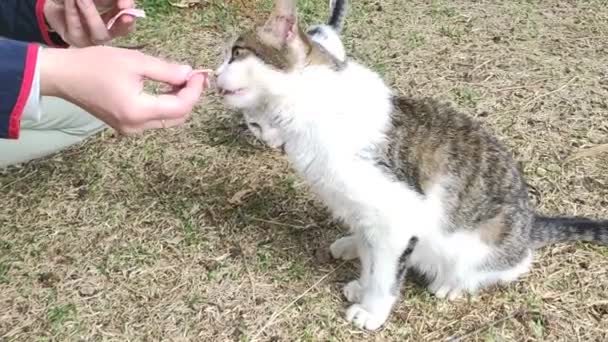 Gatos Selvagens Vadios Comem Comida Mãos Humanas — Vídeo de Stock