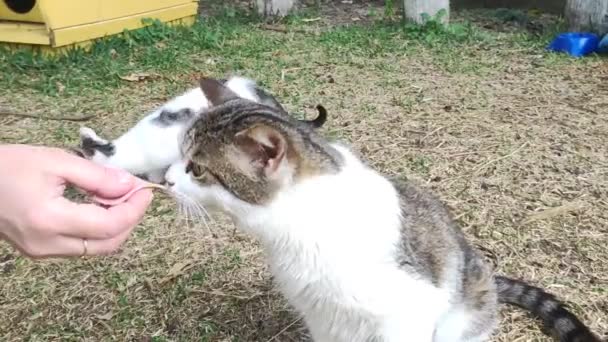Дикие Бродячие Кошки Едят Пищу Человеческих Рук — стоковое видео