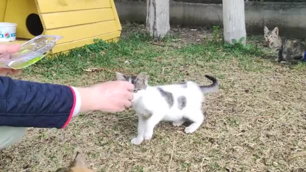 Άγριες Αδέσποτες Γάτες Τρώνε Τροφή Από Ανθρώπινα Χέρια — Αρχείο Βίντεο