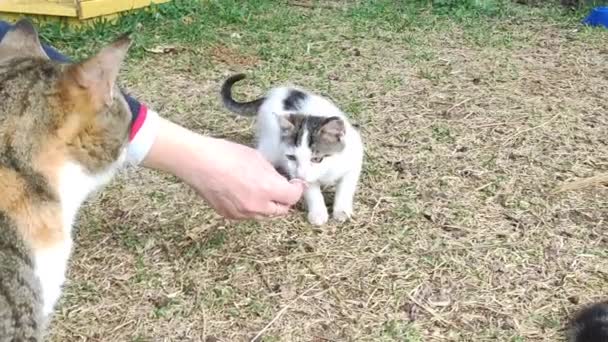 Wild Stray Cats Eat Food Human Hands — 图库视频影像