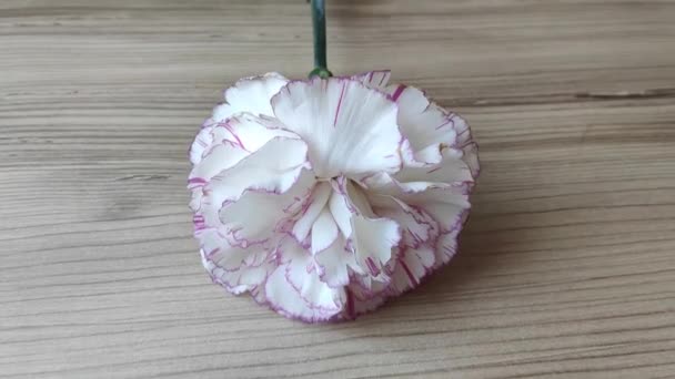 Натуральна Квітка Біла Гвоздика Дерев Яному Фоні — стокове відео