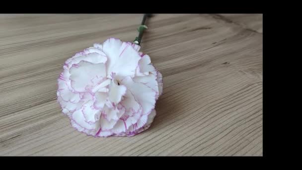 Naturalny Kwiat Biały Goździk Drewnianym Tle — Wideo stockowe