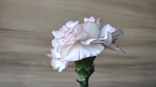 Clavel Blanco Flor Natural Sobre Fondo Madera — Vídeo de stock