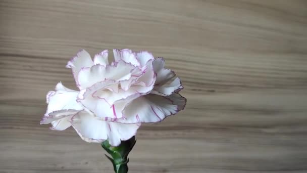 Naturlig Blomma Vit Nejlika Trä Bakgrund — Stockvideo