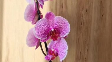 Kahverengi ahşap arka planda leopar renginde doğal pembe orkide çiçekleri.