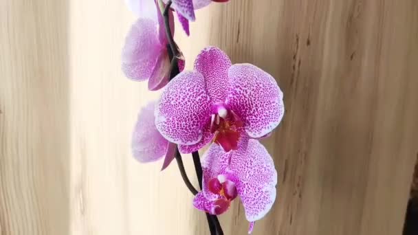 Kahverengi Ahşap Arka Planda Leopar Renginde Doğal Pembe Orkide Çiçekleri — Stok video