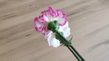 Doğal çiçekler beyaz ve pembe karanfil kahverengi ahşap arka planda yeşil yapraklar