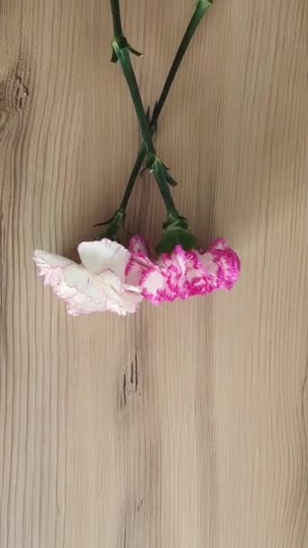 Naturalne Kwiaty Goździk Biały Różowy Zielonymi Liśćmi Brązowym Drewnianym Tle — Wideo stockowe