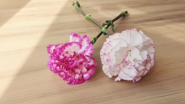 Φυσικά Λουλούδια Λευκό Και Ροζ Γαρύφαλλο Πράσινα Φύλλα Καφέ Ξύλινο — Αρχείο Βίντεο