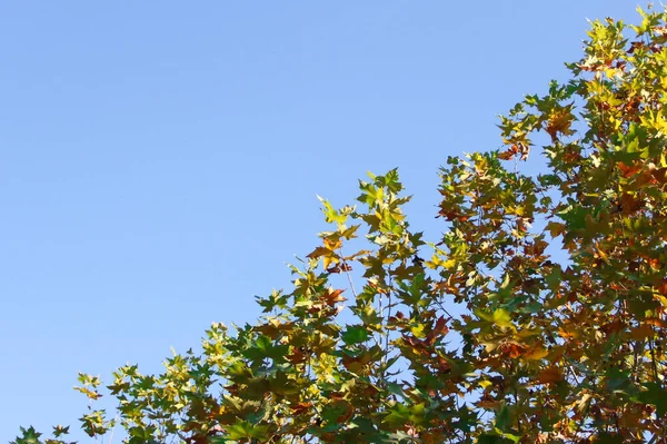 Sonbahar sarısı ve yeşil akçaağaç yaprakları mavi gökyüzü arka planında