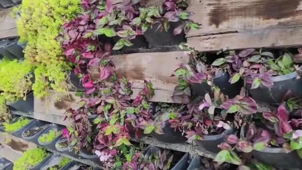 Doğal Bitki Pembe Tradescantia Şehir Parkının Duvarındaki Dekoratif Kaplarda — Stok video