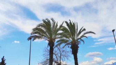 Mavi gökyüzüne karşı uzun yeşil tropik palmiye ağaçları