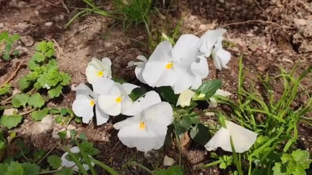 Fiori Bianchi Viole Del Pensiero Con Foglie Verdi Nel Terreno — Video Stock