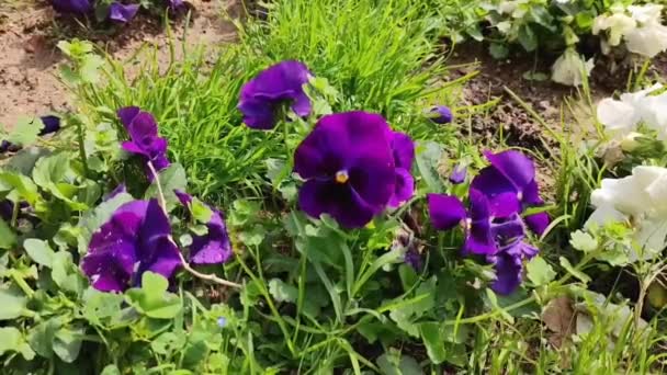 Mor Çiçekler Bahçede Yeşil Yaprakları Olan Hanım Evlatları — Stok video