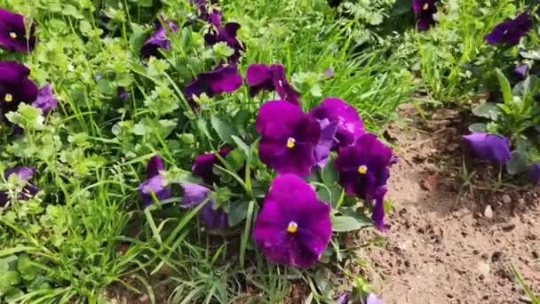 Purple Flowers Pansies Green Leaves Ground Garden — Stock Video