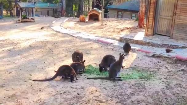 野生袋鼠在动物园里吃绿草 — 图库视频影像
