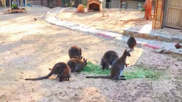 Wild Kangaroos Eat Green Grass Zoo — Stock Video