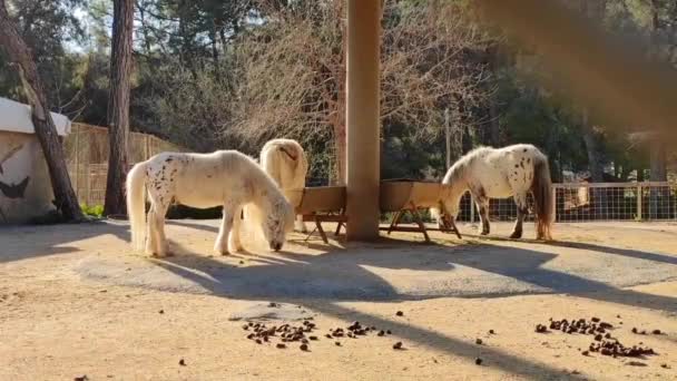Malí Bílí Poníci Jedí Zoo Jídlo — Stock video