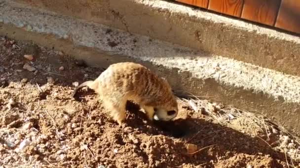 野生の茶色のMeerkatは動物園でその足で地面を掘る — ストック動画