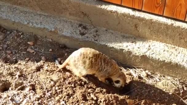 Meerkat Marrone Selvatico Scava Terreno Con Zampe Nello Zoo — Video Stock