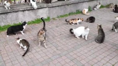 Sokak rengarenk kediler şehrin sokaklarında yemek yerler.