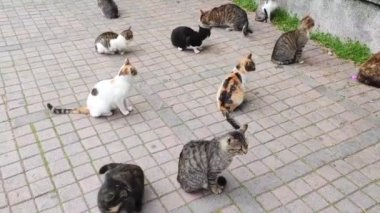 Sokak rengarenk kediler şehrin sokaklarında yemek yerler.