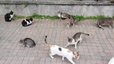 Sokak rengarenk kediler şehrin sokaklarında yemek yerler.