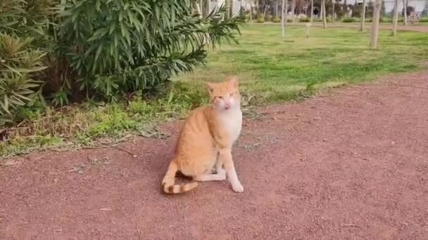 Street Red Fluffy Cat Walks City Garden — Stock Video