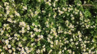 Doğal çiçekler. Bahçede yeşil yapraklı beyaz papatyalar.